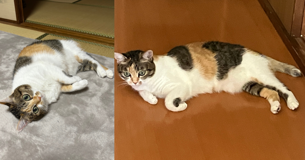三毛猫のオスはなぜ珍しいの？イエネコの起源や猫のあるある行動とは | いきものバンザイ