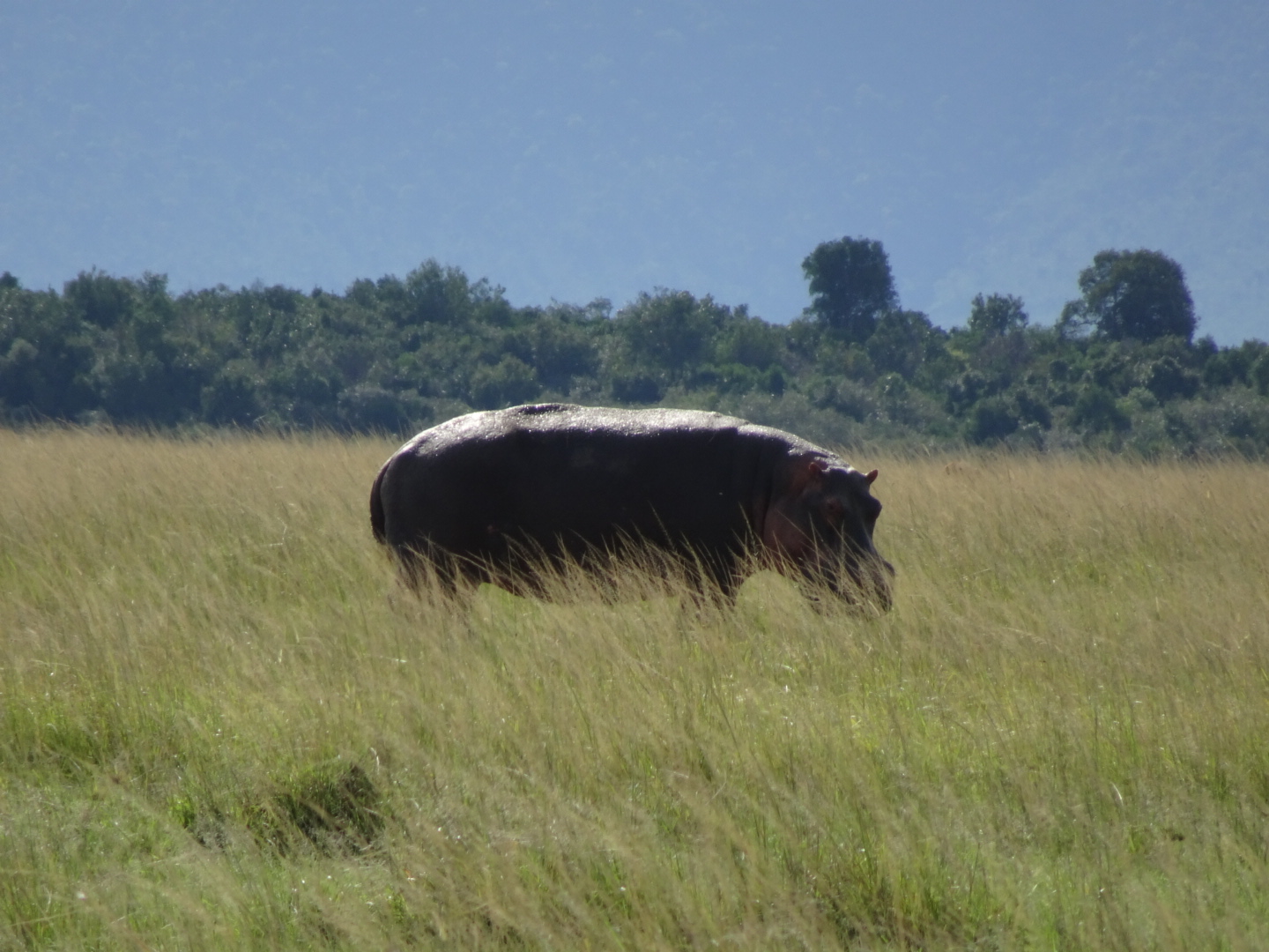 カバカバの使い方
