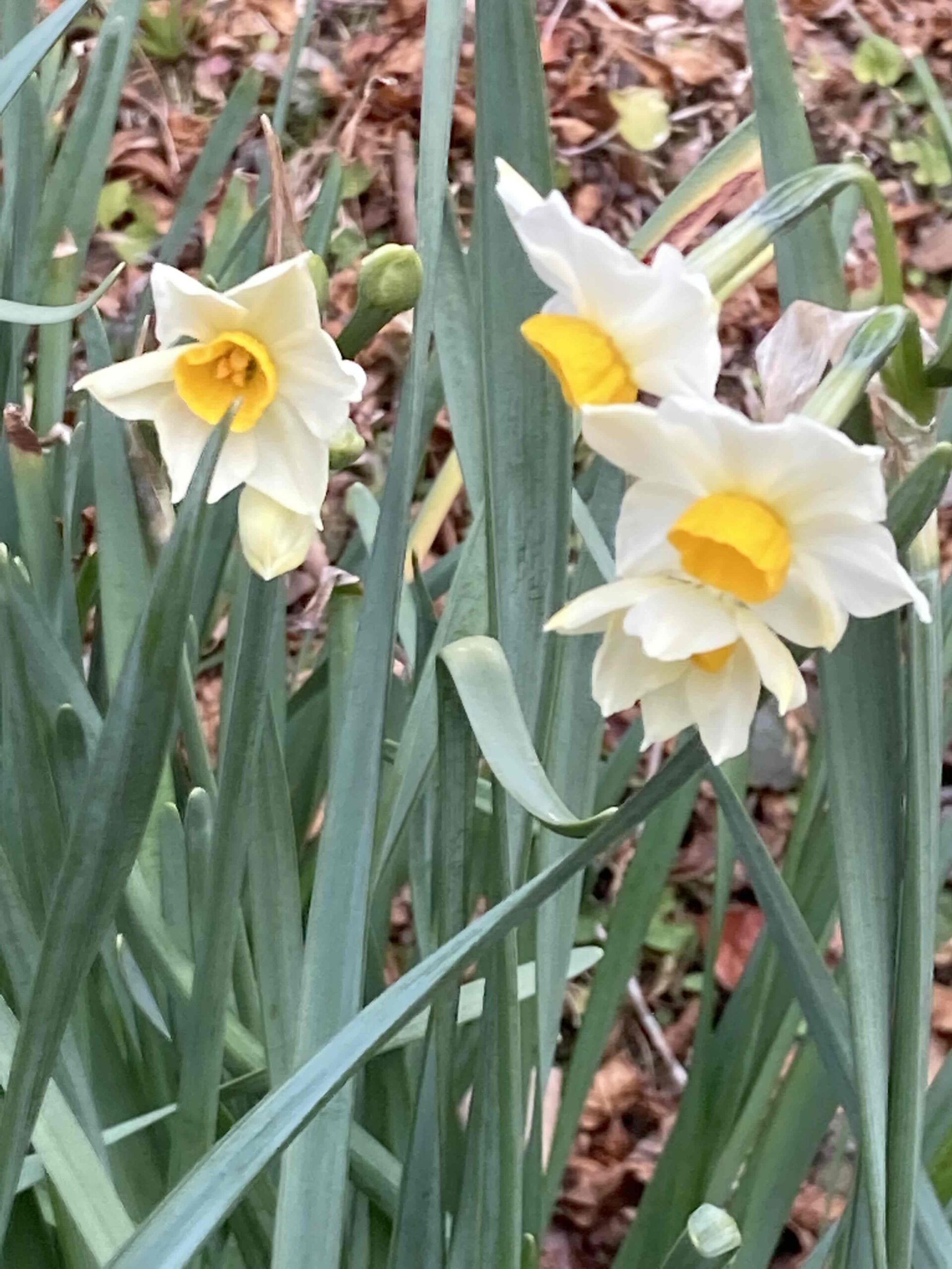 水仙の花言葉は ニラや玉ねぎと間違えると食中毒 いきものバンザイ