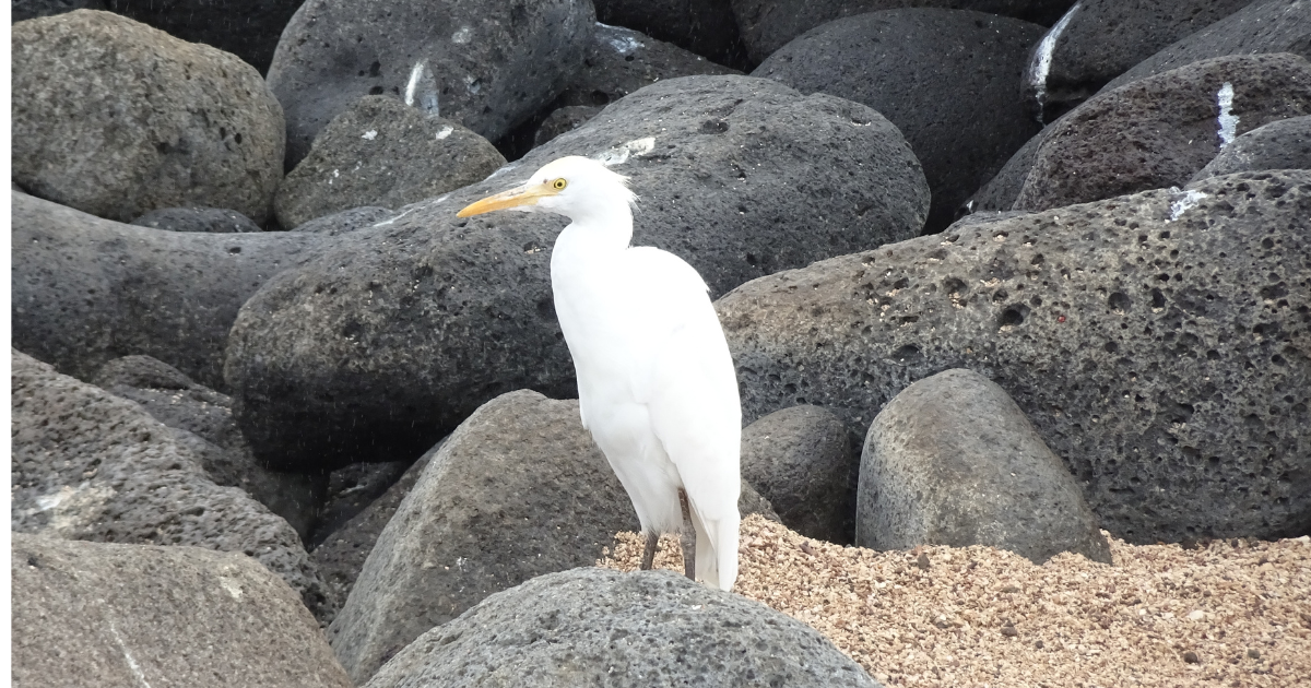 シラサギという鳥はいない? | いきものバンザイ