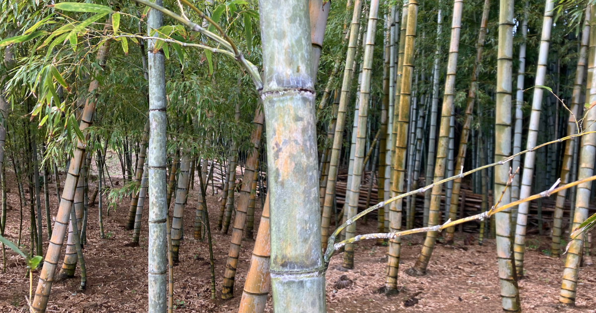 タケとササの違いとは | いきものバンザイ